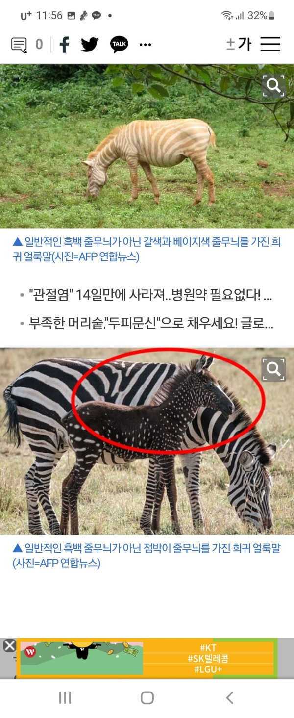 얼룩말 퀴즈