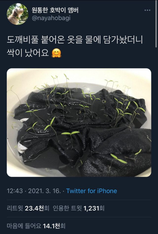 강아지 옷 바로 빨아야하는 이유